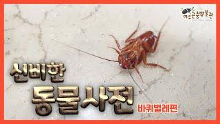 여주곤충박물관 신비한 동물사전 (바퀴벌레편)