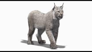 Animated Lynx Furry 3D Model | @PROmax3D