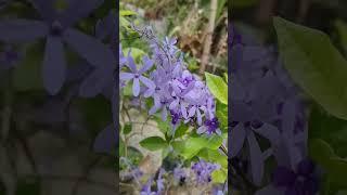 Pretty Queen's Wreath #garden #blooming #flowers #purple #floral #fyp #fypyoutube