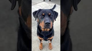 German Shepherd and Rottweiler Miss Bread ? #doglover #youtubeshorts #viralshorts