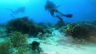 Arothron stellatus a highly toxic poison fish .#redsea #uniquefish  #marinelife #scuba #explore