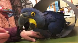 Hyacinth macaw Jumbo learns how to fly free!