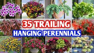 35 Best Trailing Perennial for Hanging Baskets | Hanging Trailing Perennials | Plant and Planting
