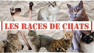 Les Races de Chats [Fich'Express #28]