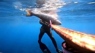 Spigolona nella posidonia-Cernia di 7 kg in caduta .Spearfishing in the Strait of Messina-Chapter 15