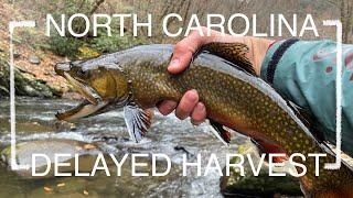 FLY FISHING the DELAYED HARVEST in North Carolina