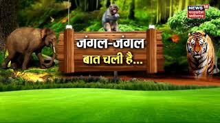 Jungle News: जंगल-जंगल बात चली है, कैसे बची 'मोगली के Mentor' की जान ? | Latest News | Panna Tiger