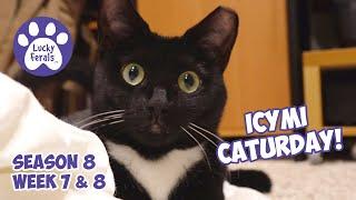 ICYMI Caturday! Lucky Ferals Season 8 Weeks 7 & 8 - Cat Vlog