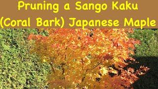 Pruning a Sango Kaku (Coral Bark) Japanese maple