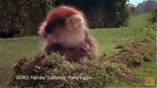 Rodenator: Boom! Goodbye Gophers
