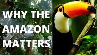 Why the Amazon Rainforest is So Important - 5 Key Reasons