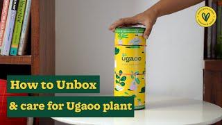 How to unbox Ugaoo Plants and take Care of them?