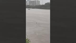 Brisbane River Flooding #brisbane #brisbaneriver #2022 brisbane flooding 2022 updates