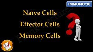 Naive Cells, Effector Cells and Memory Cells (FL-Immuno/30)