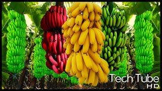 Banana Organic Farming Technology to Harvest | Modern Banana Processing in Factory