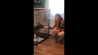 Local animal shelter is facing challenges with the upcoming winter weather