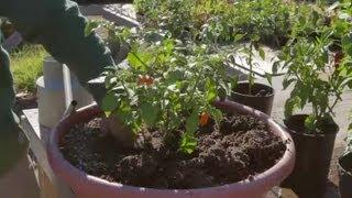 How to Transplant Bell Peppers : Growing Peppers