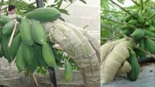 How to make Papaya tree many fruits, The methods of interrupting papaya production