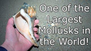 A Sheller's Guide to Whelk Shells