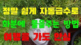 화분에 자동급수 (점적관수)로 물주기     식물 키우시는분 꼭 보세요