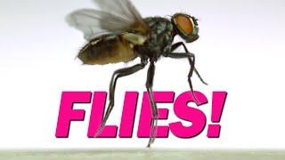 15 Flies Captured in Flight | Slow Motion!