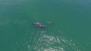 HUMPBACK WHALES OFF SHORE, COSTA RICA