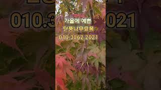 강원도 인제 단풍나무묘목분양~       #정원에예쁜나무