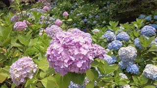 Weekend Gardening: Non-flowering Hydrangeas