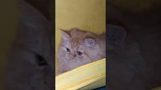 Cat Hilarious Reaction to Being Touched – ‘Don’t Even Try!’ 