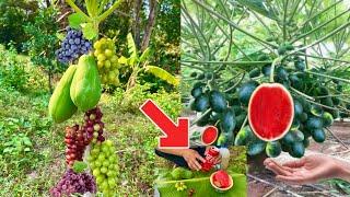 New idea! of grafting papaya to produce grapes It's amazing