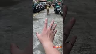 神羅天征（柴犬版）#寵物 #柴犬 #可愛 #推薦 #火影忍者