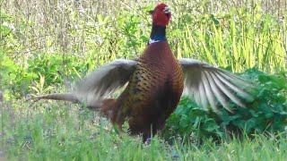 Jagdfasan auf Streifzug (Phasianus colchicus)