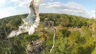 Gopro HD: Giant bird attacks quadcopter!