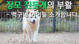 우리개 부활의 꿈 - 장모 진돗개 백구네 아이들을 소개 합니다.