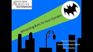 Attracting Bats To Your Garden