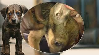 Mangoworm Removal Compilation, Rescue Dog Mangoworms, Vet Mangoworm Treatment ️