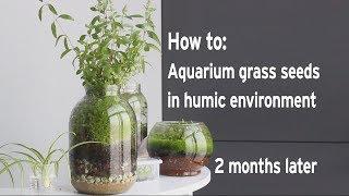 How to: Aquarium grass seeds in humic environment