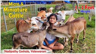 Nadipathy Cattle | 1 To 2 Feet Height | #youtube #miniature #pmmodi #sanatandharma #animals #yt