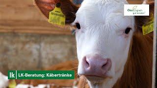 LK-Beratung: Kälbertränke