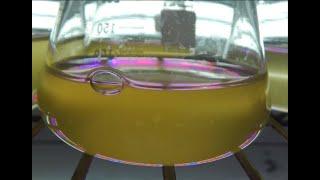 Golden Fats: Microalgae and the Future of Food