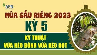 APN - KỸ THUẬT VỪA KÉO BÔNG VỪA KÉO ĐỌT SẦU RIÊNG - MÙA SẦU RIÊNG 2023 KỲ 5