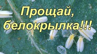 Белокрылка- метод борьбы с ней водой! 2 хороших метода борьбы с белокрылкой!