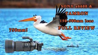 Sony a6600 with Tamron 150-500mm Lens - FULL REVIEW for Wildlife Photography