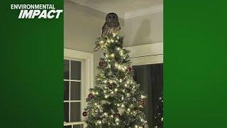 VIDEO: Barred owl flies into home as unexpected Christmas tree topper