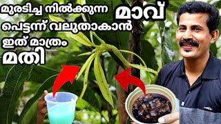 Mango tree fast growing tips/ മാവ് പെട്ടന്ന് വലുതാവാൻ കൊണ്ടുക്കേണ്ട വളങ്ങൾ / Btechmix media