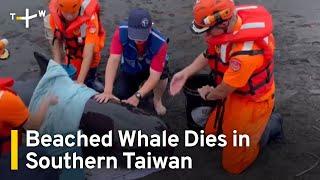 Pilot Whale Calf Dies Day After Rescue in Southern Taiwan | TaiwanPlus News