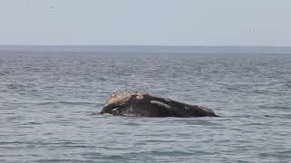 Sonido ballena franca austral. Puerto Madryn Argentina.