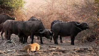 Shenton Safaris: Buffalo Lion Standoff