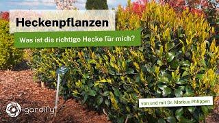 Die perfekte Hecke (immergrün oder schnellwachsend?): Eigenschaften von verschiedenen Heckenpflanzen