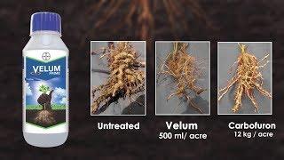Velum Prime: Stop Root Knot Nematodes! - Plant Protection Guide | Bayer Crop Science India